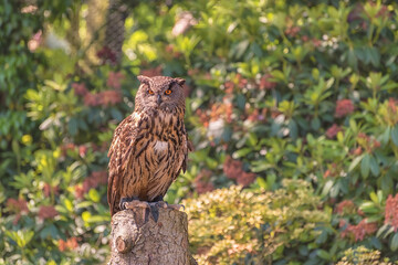 Eurasian eagle-owl, Bubo bubo, the Uhu on the background of colorful foliage
