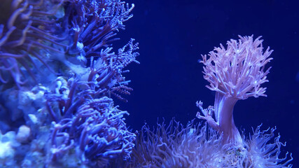 Naklejka na ściany i meble Colorful sea corals and seahorse