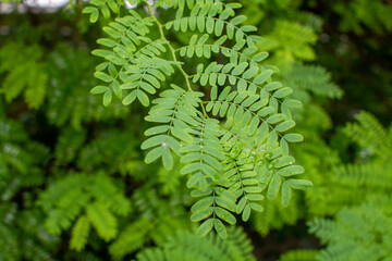 Botanical collection, leaves of tropical tamarindus indica tree from Madagascar and Africa, pulp uses for making sour tamarind syrup and ingredient for Worcestershire sauce