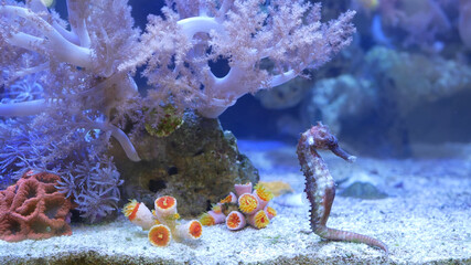 Colorful sea corals and seahorse