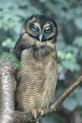 Spectacled Owl, Pulsatrix perspicillata is on the tree branch. Wild life of birds