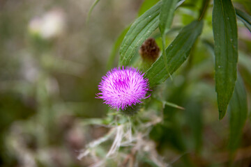 Flowering Milk Thistle along the shores of Lake Ontario.