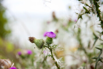 Flowering Milk Thistle along the shores of Lake Ontario.
