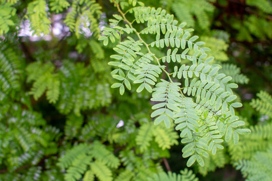 Botanical collection, leaves of tropical tamarindus indica tree from Madagascar and Africa, pulp uses for making sour tamarind syrup and ingredient for Worcestershire sauce
