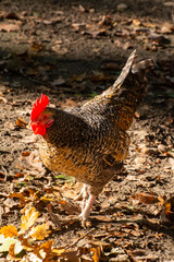 Free range keeping of rosters and hens outdoor on the farm