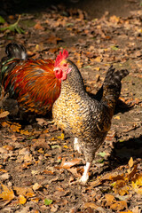 Free range keeping of rosters and hens outdoor on the farm