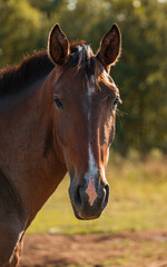 Obraz premium Young brown horse on a summer field close-up