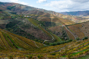 Panoramic view on Douro river valley and colorful hilly stair step terraced vineyards in autumn,...
