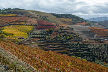 Panoramic view on Douro river valley and colorful hilly stair step terraced vineyards in autumn,...