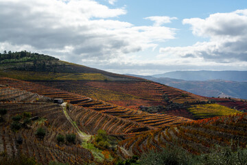 Panoramic view on Douro river valley and colorful hilly stair step terraced vineyards in autumn,...