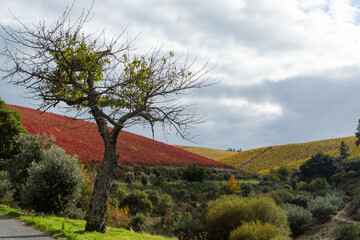Panoramic view on Douro river valley and colorful hilly stair step terraced vineyards in autumn,...