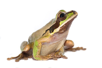 frog on white background
