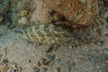 Fish swim in the Red Sea, colorful fish, Eilat Israel
