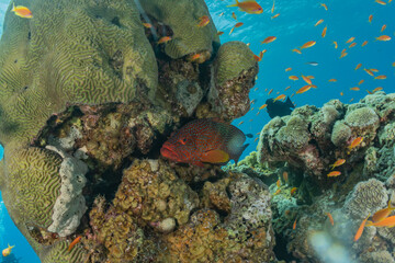 Fish swim in the Red Sea, colorful fish, Eilat Israel
