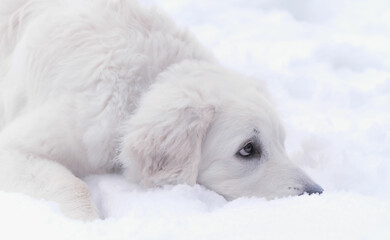 Polish mountain Shepherd puppy in winter on the snow close-up