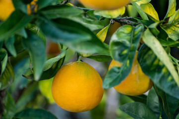 Yellow oranges citrus fruit hanging on orange tree in garden