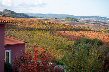 View on red house in Douro river valley and colorful hilly stair step terraced vineyards in autumn, wine making industry in Portugal - obrazy, fototapety, plakaty