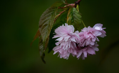 Sakura flowers close - up in spring
