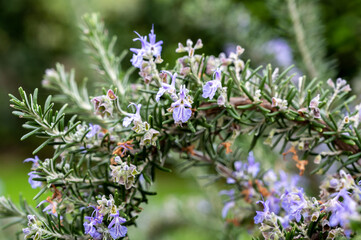 Blue blossom of aromatic kitchen herb rosemary