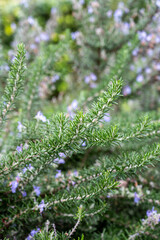 Blue blossom of aromatic kitchen herb rosemary