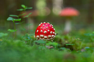 Red toadstool in autumn forest