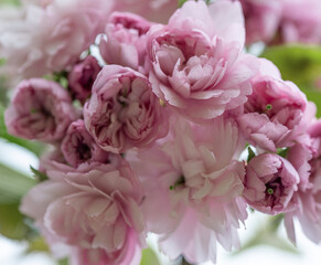 Sakura flowers close - up in spring