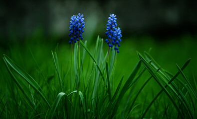 Muscari flowers on a green field in spring