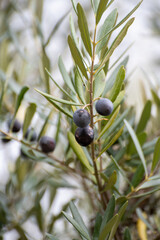 Ripe black and green olives hanging op olive tree