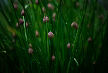 White flowers in the garden in the evening