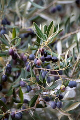 Ripe black and green olives hanging op olive tree