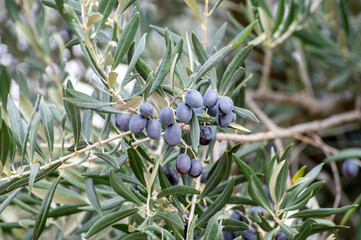 Ripe black and green olives hanging op olive tree