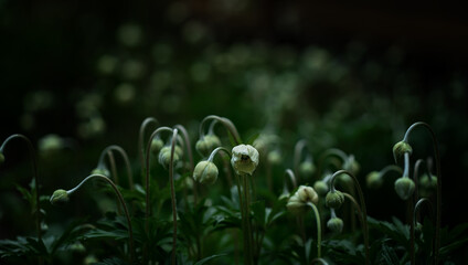 White flowers in the garden in the evening