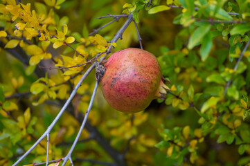 Red ripe juicy pomegranate fruit on tree ready to harvest