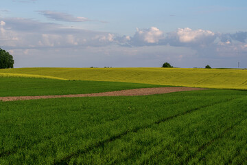 Yellow and green fields of rapeseed in autumn