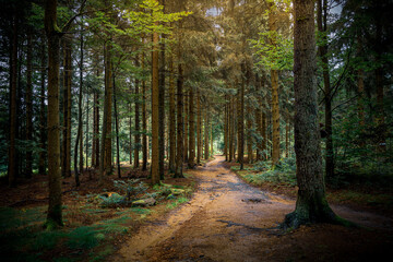 Hadriwa-Höhenweg Bayerischer Wald - Niederbayern