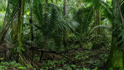 Moving forwards between the large, green colored fiber palm, aphandra natalia, leaves inside a tropical forest; a background of the amazon rainforest of Ecuador, South America - Powered by Adobe