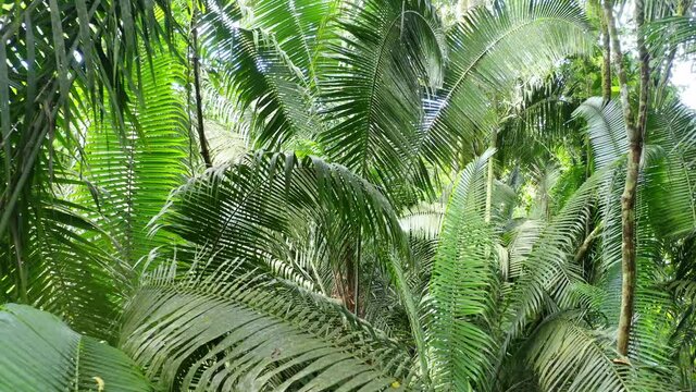 A nature background: Flying between the large lush green colored leaves of fiber palm trees in a tropical forest