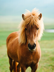 Portrait of a wild horse with long mane in the country of Iceland