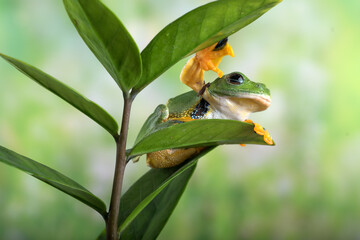 Black-webbed tree frog ( Rhacophorus reinwardtii )  hanging on a leaf