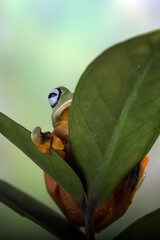 Black-webbed tree frog ( Rhacophorus reinwardtii )  hanging on a leaf