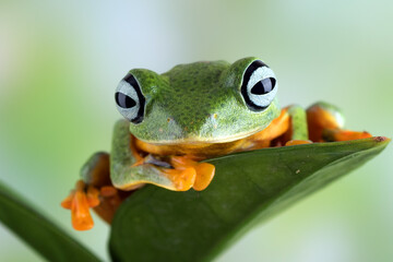 Black-webbed tree frog ( Rhacophorus reinwardtii )  hanging on a leaf