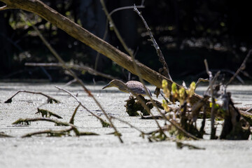 The young black-crovned night heron on the marsh