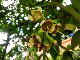 Water guava flowers that are still green and small