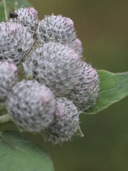 Burdock fruits in their natural environment