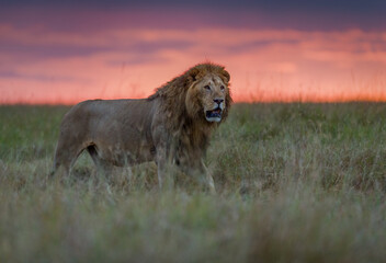 Portrait of a lion at sunrise in Masai Mara, Kenya. Very nice colors 