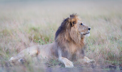 Obraz na płótnie Canvas Portrait of a lion in Masai Mara, Kenya