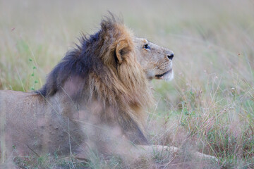 Fototapeta na wymiar Portrait of a lion in Masai Mara, Kenya