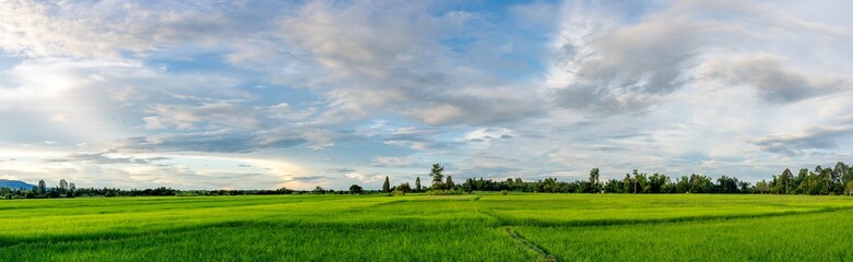Panorama organic rice field in farmland on sun light sky and clouds background