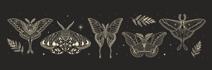 mystical illustration of a butterfly or moth. mysterious night in a secret garden. magic aesthetics, wildlife, retro vintage engraving style
