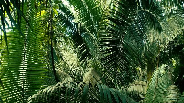 Flying backwards from the canopy down between large fern leaves in a tropical forest or the Amazon rainforest in South America: A nature background